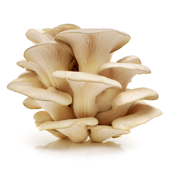 Laskagomba (500 g)