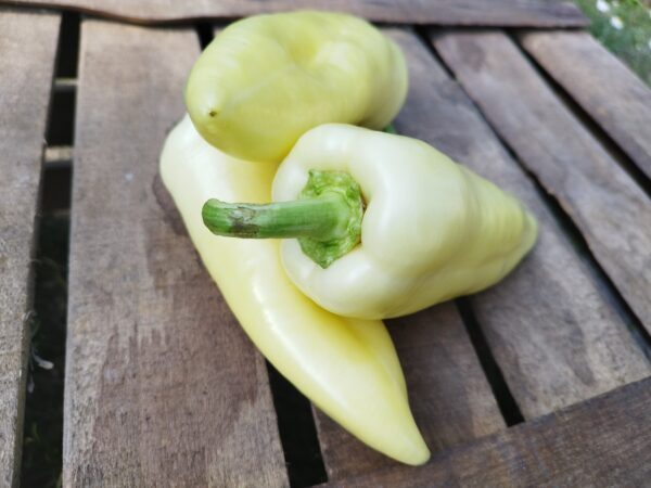 Tv paprika (500 gr.)