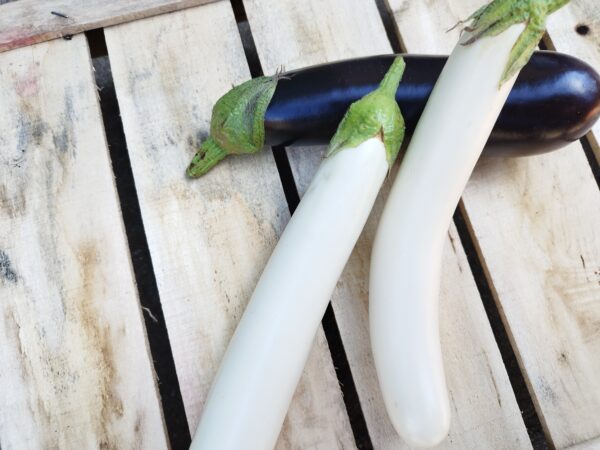 Fekete és fehér grill padlizsán (0.5 kg)