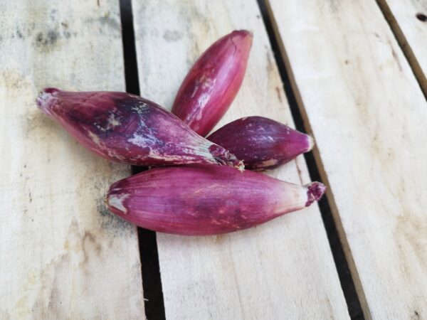 Sonkahagyma (0.5 kg)